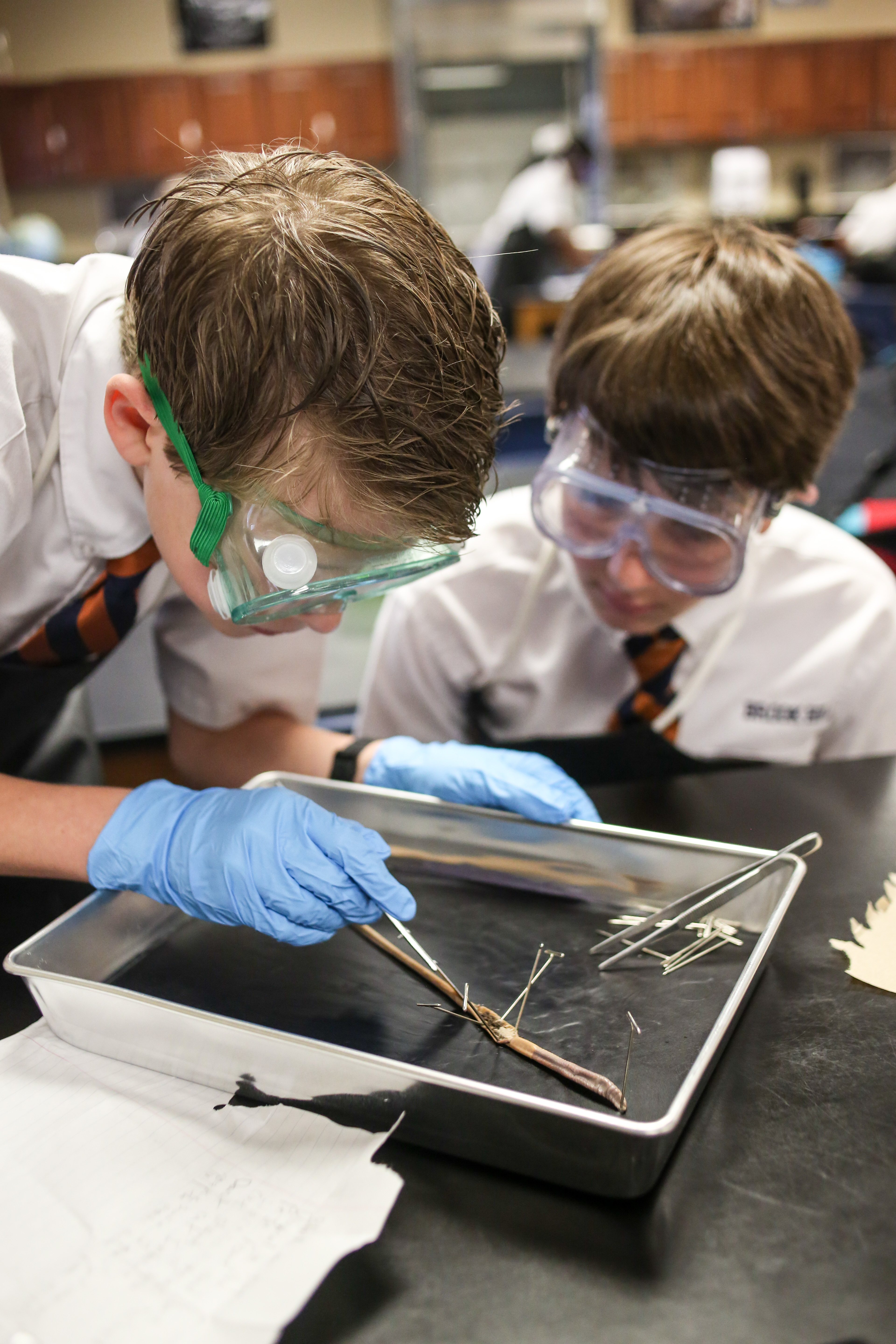 7thDissections(TA)-5
