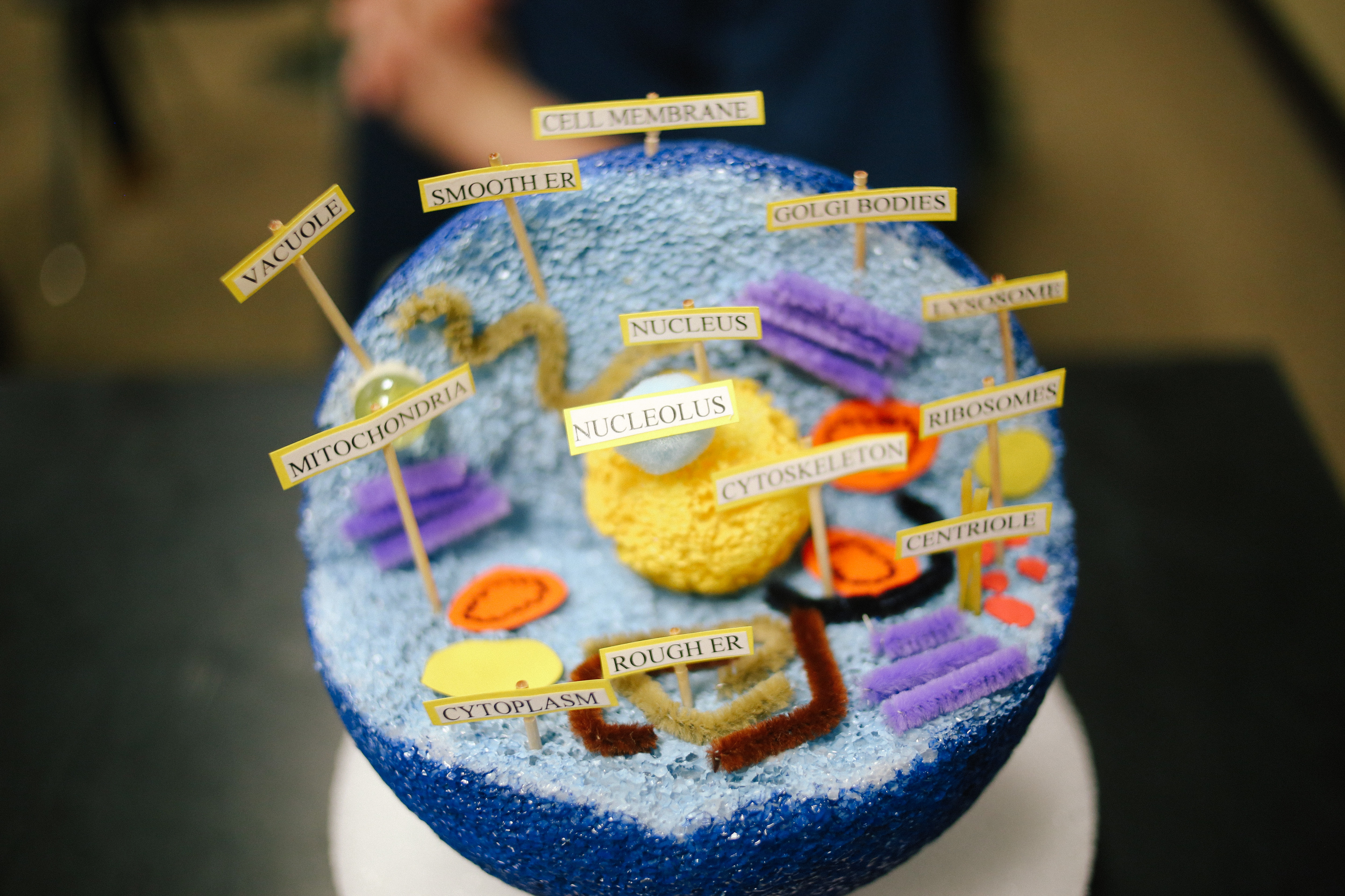 7th Cell Project(TA)-10