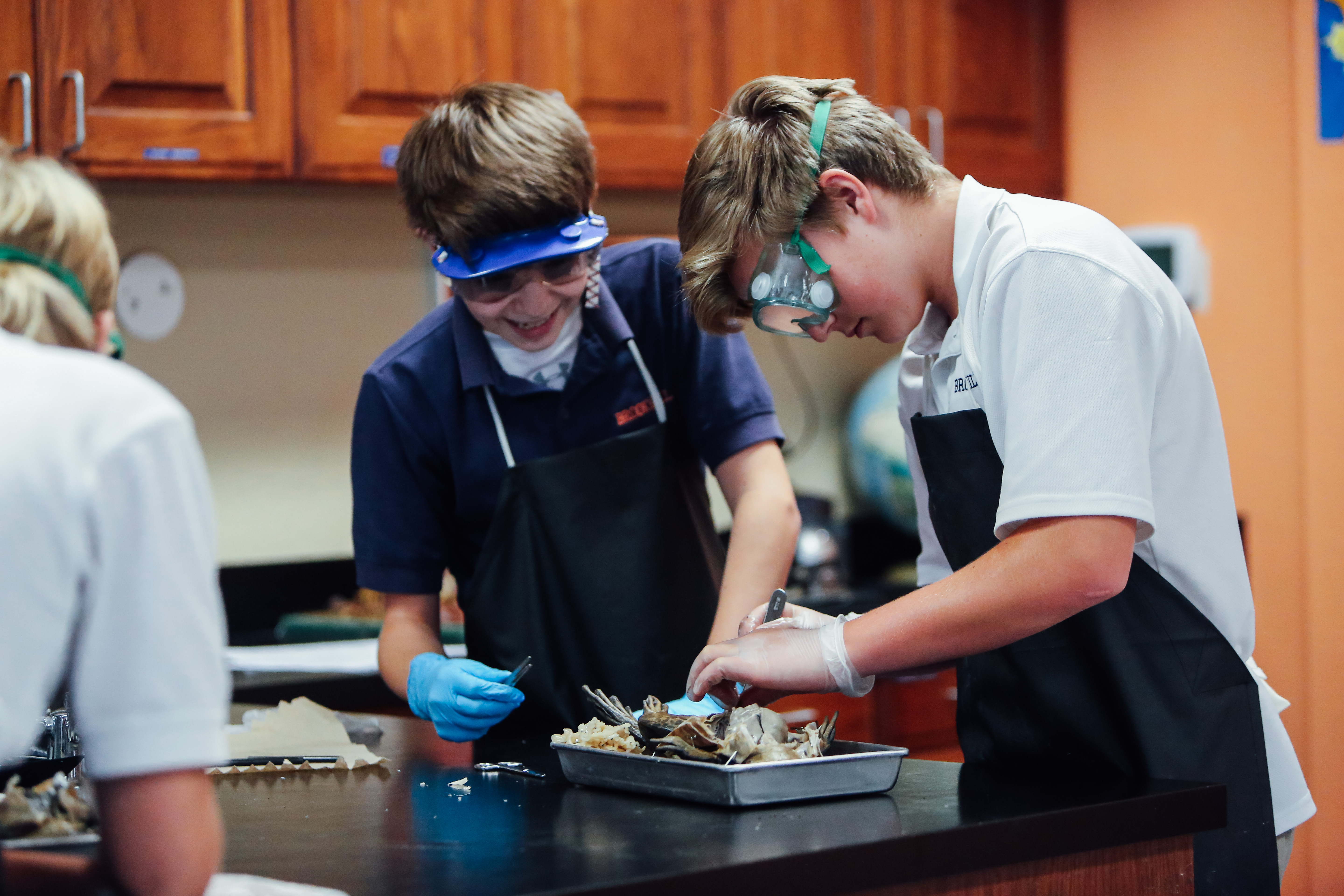 Frog Dissection(EH)-37